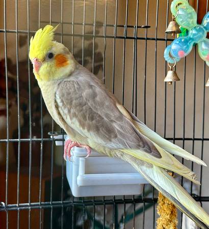 BUSCANDO A RIO (Silverlake)63485736989699120