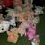 Large Lot of Pig Plush Animal Stuffies Toys Cute 4 thumbnail