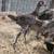 Bantams and modern game bantams 4 thumbnail