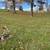 Westmoreland County   Four (4) Burial Plots 3 thumbnail