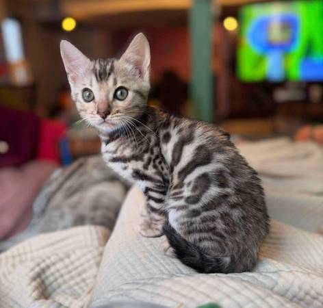 Bengal kitten located in denver  10 weeks  RESPONSIBLE people only 1