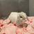 Holland lop bunnies 3 thumbnail
