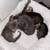Kittens for sale 9 thumbnail