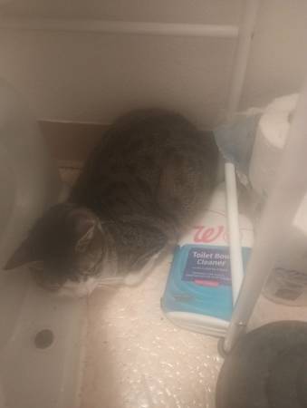 Tabby ? kitten (Richmond)64685304313985122
