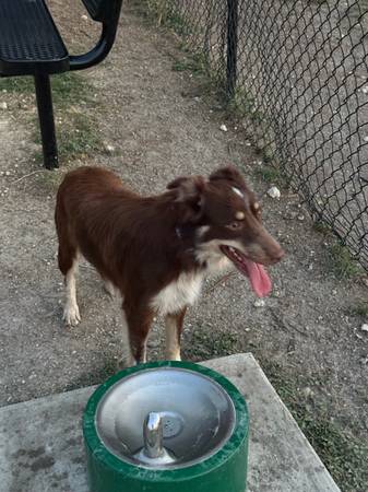 Border collie (Kempner)63839343856129120