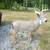Delta McKenzie Deer Target 2 thumbnail