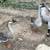 Chinese, embden, pomeranian, and pilgrim geese 3 thumbnail
