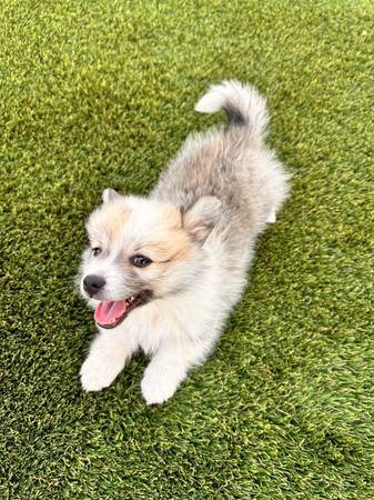 Eskimo mini Aussie63679290417539120