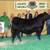 Bred Cows for Sale 6 thumbnail