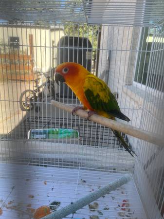 Sun Conure 1