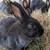 Silver Fox Rabbit Kits 12 thumbnail