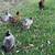 Chickens 2 thumbnail
