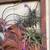 Air Plants 2 thumbnail