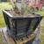 Mature Brown Turkey Fig Tree 3 thumbnail