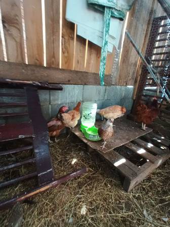 Mini gamefowl trio chickens 1