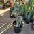 Boxing glove, cactus or Cylindropuntia Fulgida 5 thumbnail