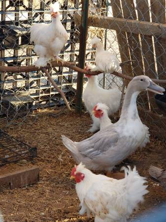 ❈Ducks Available-Blue Swedish, Buff, Cayuga-Adopting out full flocks 1
