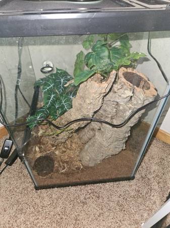 Crested Gecko w/ Tank (Milwaukie)63916334064770124