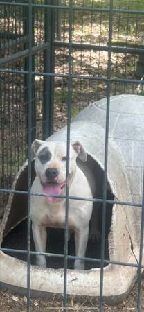 American bully63661405544195120