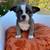 Frenchie and Chihuahua Puppies 1 thumbnail