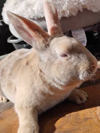 2 Pedigreed rex 9 weeks old 1