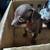 Weenies puppies 4 thumbnail