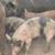 Berkshire piglets 2 months old 1 thumbnail
