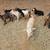 Goat, goats, Livestock, Nigerian goats, Milking goats 10 thumbnail