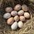 🐣SILKIES EGGS! 2 thumbnail