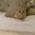 Kitten male 6 thumbnail