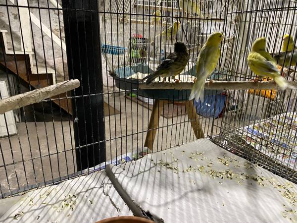 Canaries for rehoming (Medford)63863495960193122
