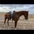 Thoroughbred Kubo Cat 2 thumbnail