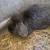 Rabbits 6 thumbnail