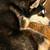 Husky female 2 thumbnail