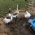 Goose 2 thumbnail