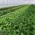 THREE 24’ X 96’ GREENHOUSE KITS-(6,912 ft of growing space) 3 thumbnail