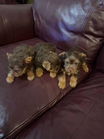 Yorkshire (Murfreesboro tn)63924866075011123