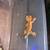 crested geckos 9 thumbnail