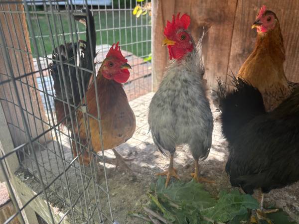 Serama chickens (Beverly)63655698323971121