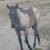 AQHA  blue roan filly 1 thumbnail