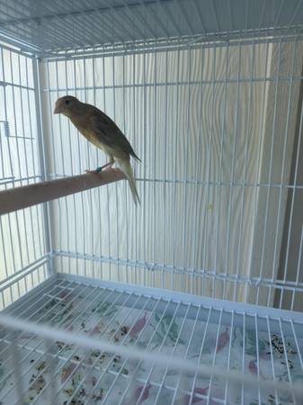 Birds/ canaries 1