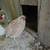 Cotunix Quails 2 thumbnail
