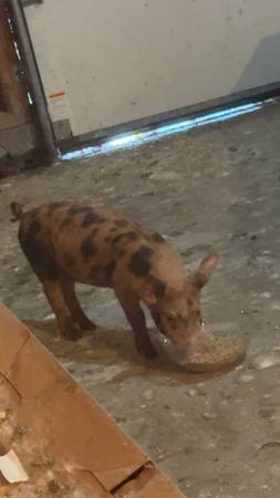 Pig 1