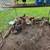 Egg layer  roosters 1 thumbnail