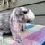 Velveteen lop buck 2 thumbnail