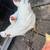 Chickens 6 thumbnail