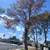 Professional tree trimming and remova! Sunset Valley Tree Service LLC 1 thumbnail