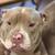 Pocket bully 1 thumbnail