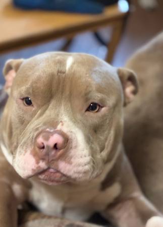 Pocket bully 1