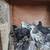 Young chickens ready for new home!!! 2 thumbnail